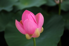 大賀蓮