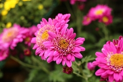 小菊