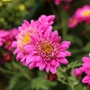 小菊