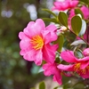 山茶花