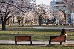早朝の公園