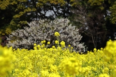 白梅と菜の花