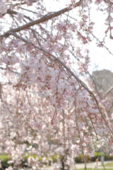 枝垂桜