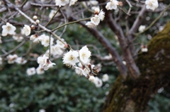 IMG_6011 (800x533)