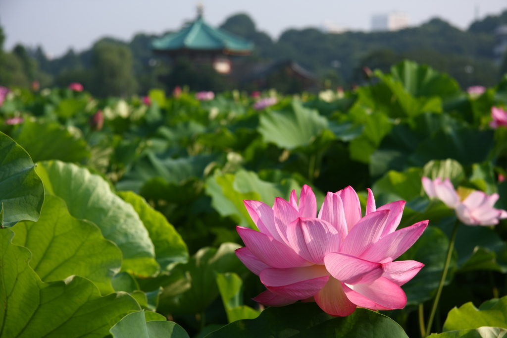 不忍池　六角堂