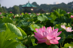 不忍池　六角堂