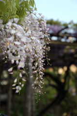 早朝の白藤