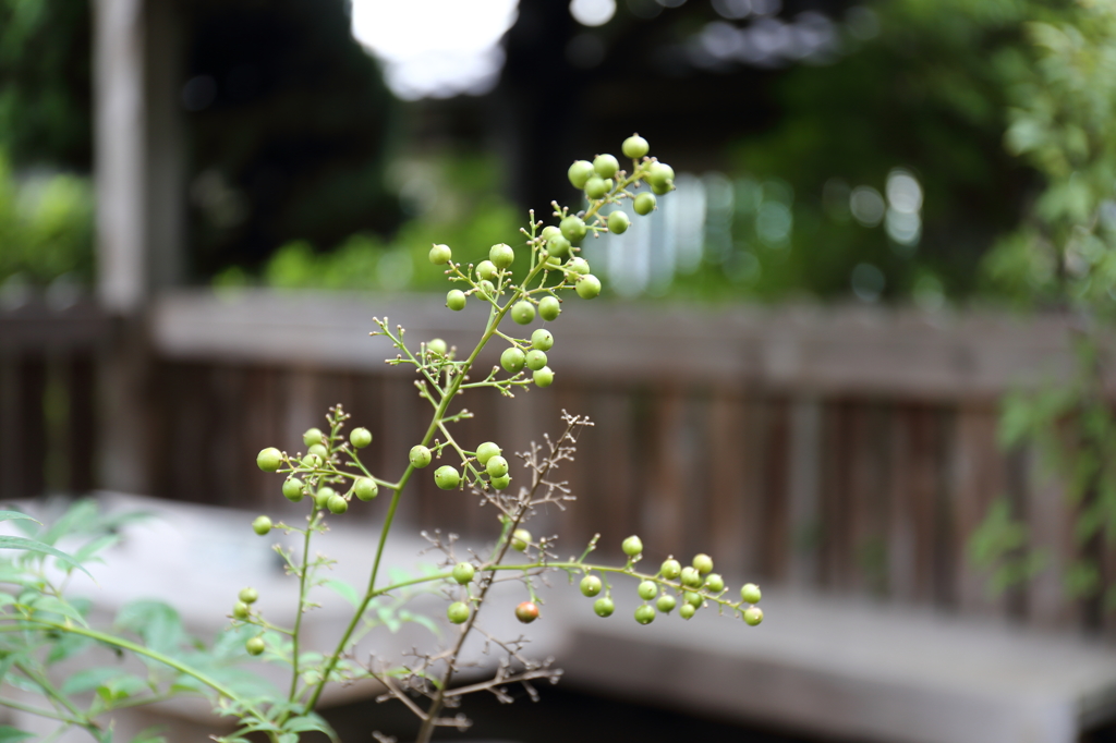 雨上がり　