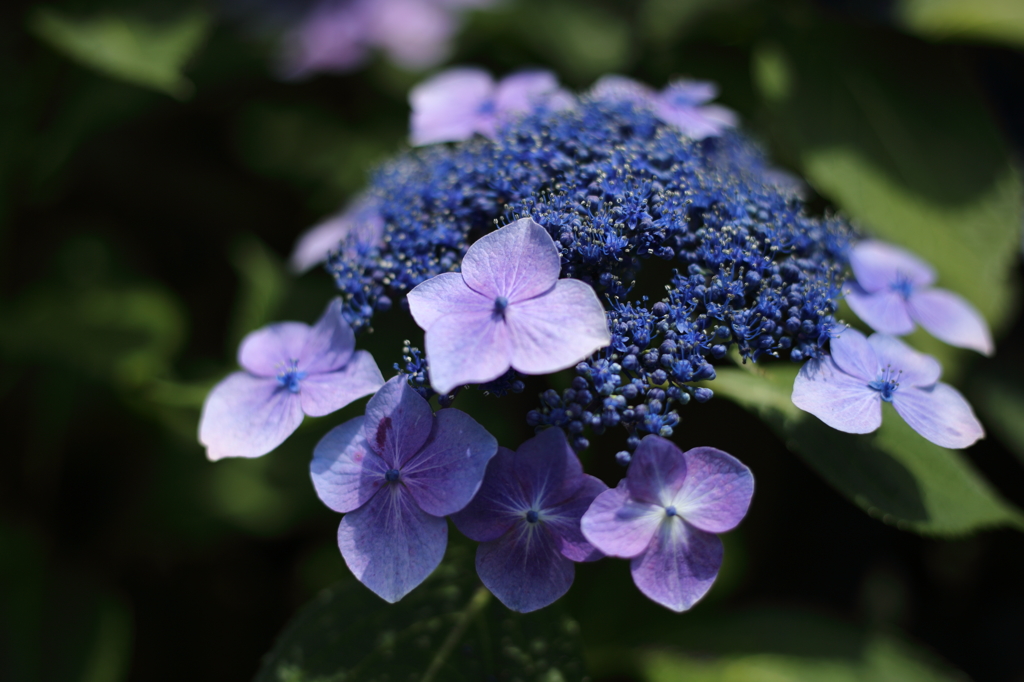 旬の花