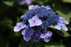 旬の花