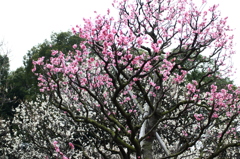 花咲か爺さんも雨でお休みでした。