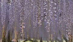 Purple shower