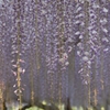 Purple shower