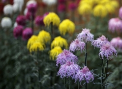 紫菊