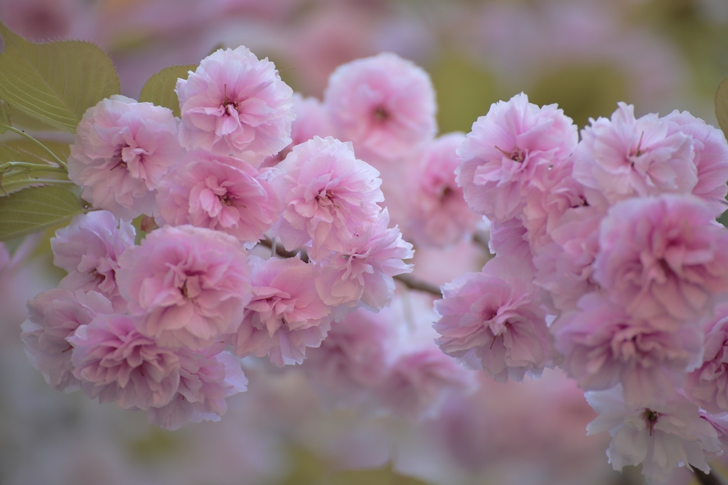 桜餅が食べたい！