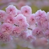 桜餅が食べたい！