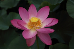 大賀蓮