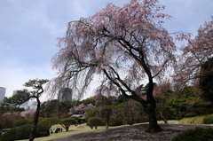 御苑にて