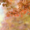 紅葉　初冬