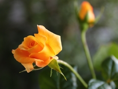 薔薇　モナリザ
