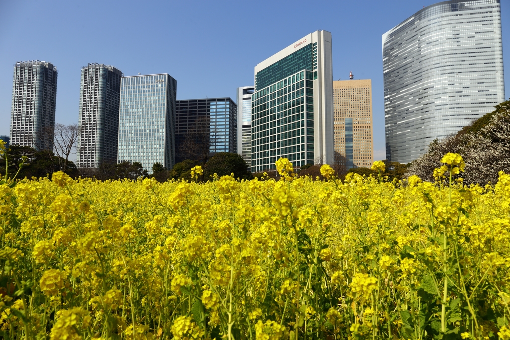 青空と菜の花