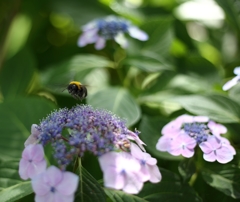 旬の花