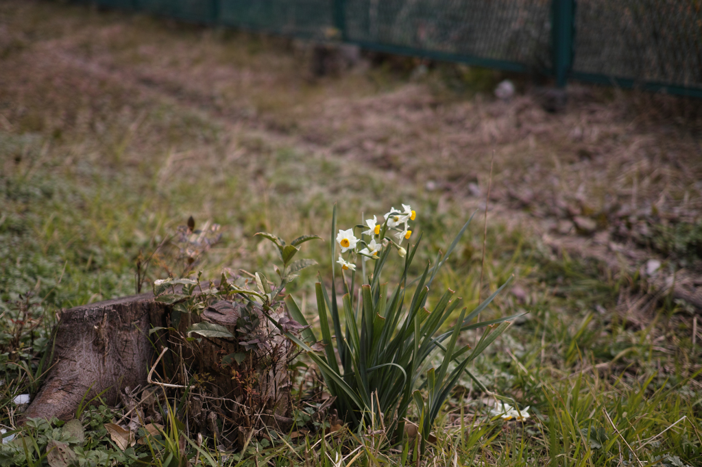 SDIM0196