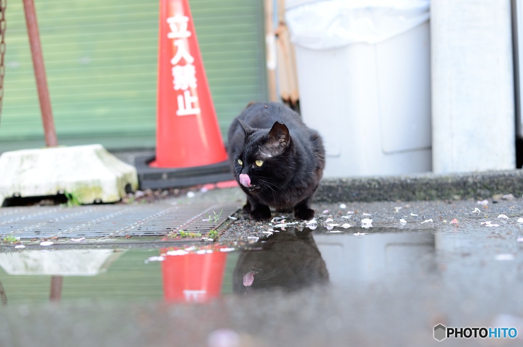 ｽﾙﾄﾞｲ宅急便