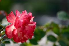 薔薇なの⁉︎