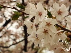 巡