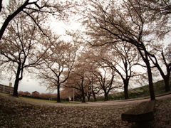 桜の時