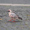 鳩…鳩？