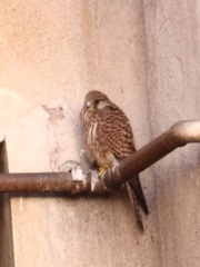Il Gheppio prt.2