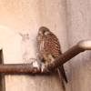 Il Gheppio prt.2