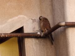 Il Gheppio prt.1