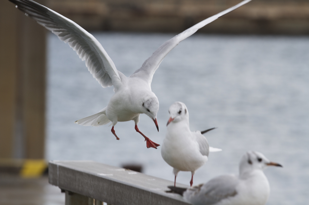 landing on