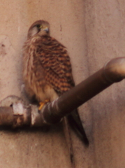 Il Gheppio prt.3