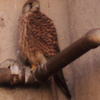 Il Gheppio prt.3