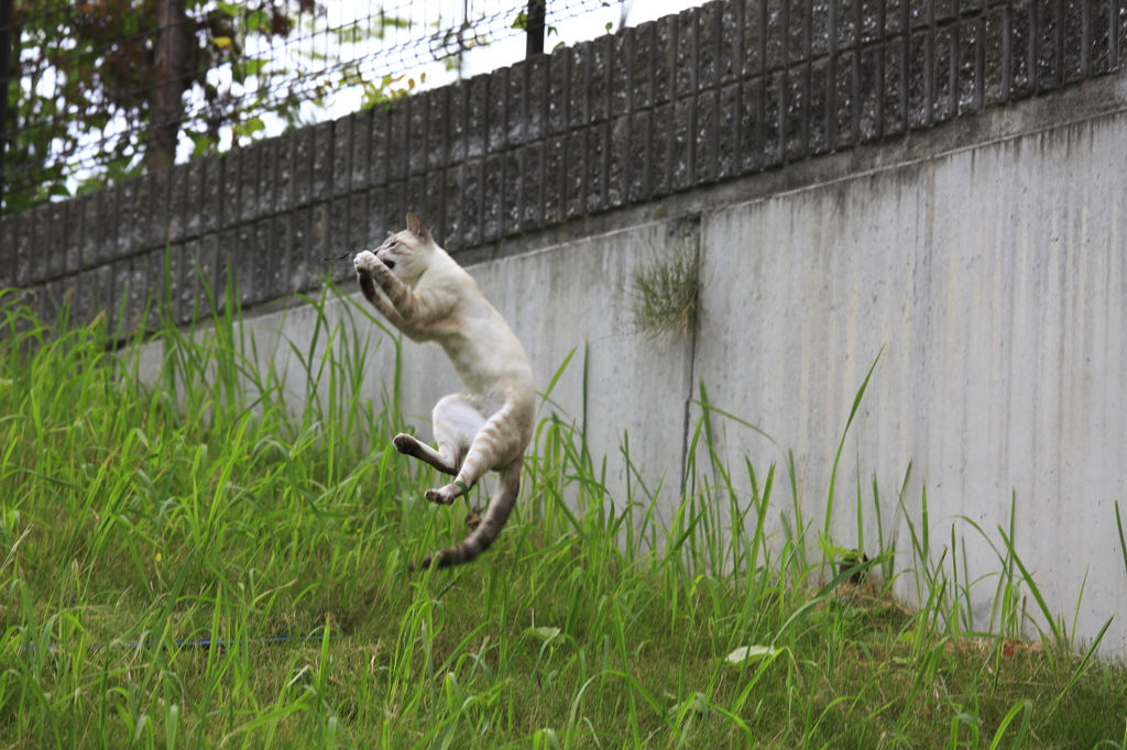 捕まえた！！