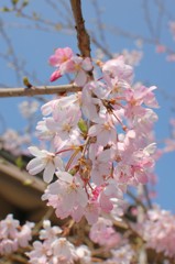 垂れ桜