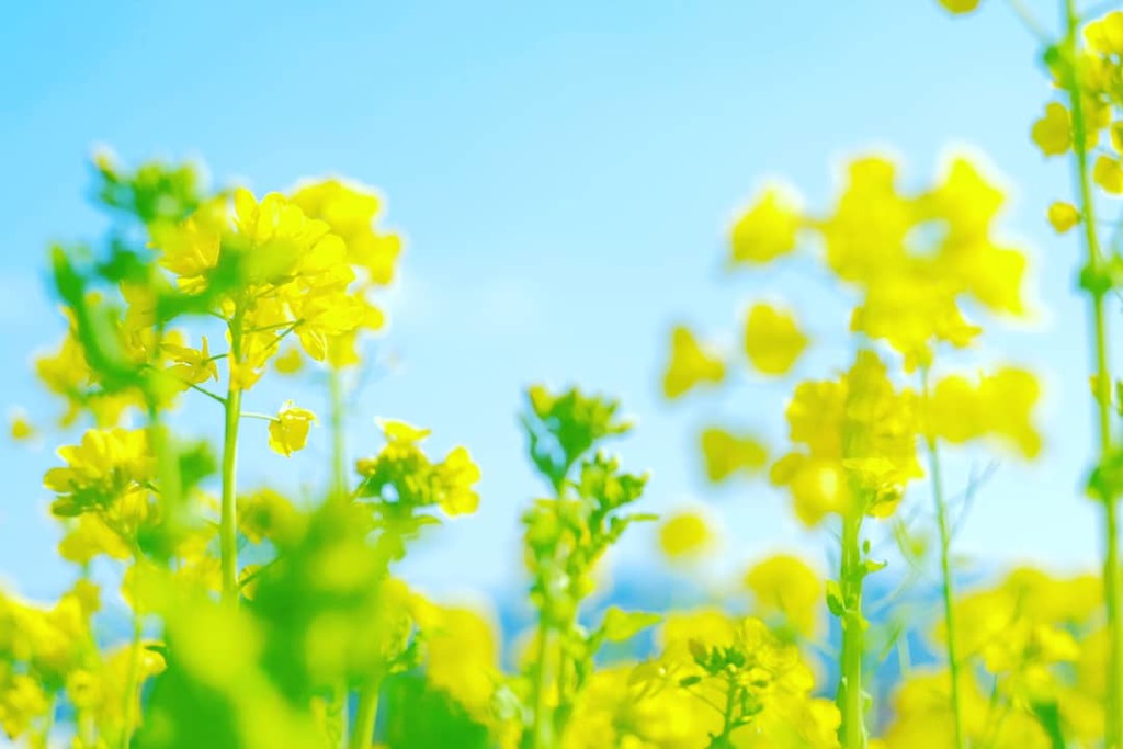 菜の花畑