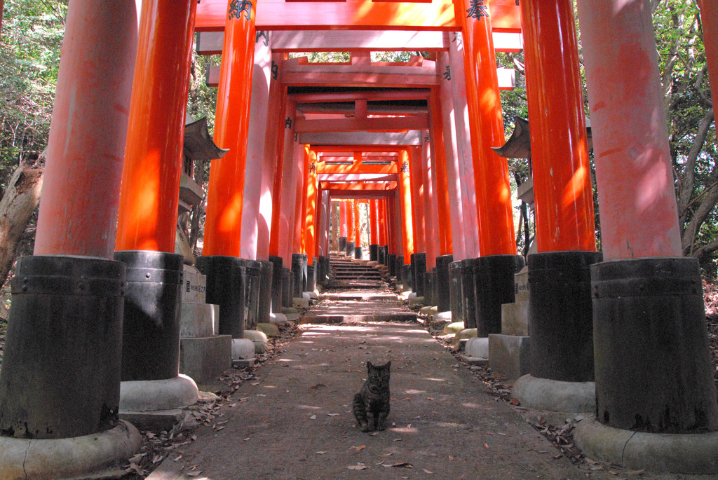 伏見猫