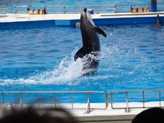 イルカのショー