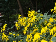 北海道大学キャンパス