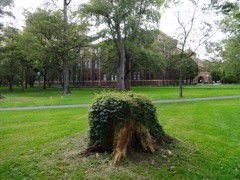北海道大学キャンパス