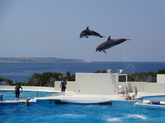 イルカのショー