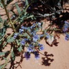 Wird flowers 
