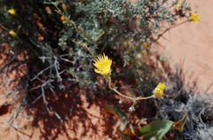 Wird flowers 2