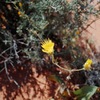 Wird flowers 2
