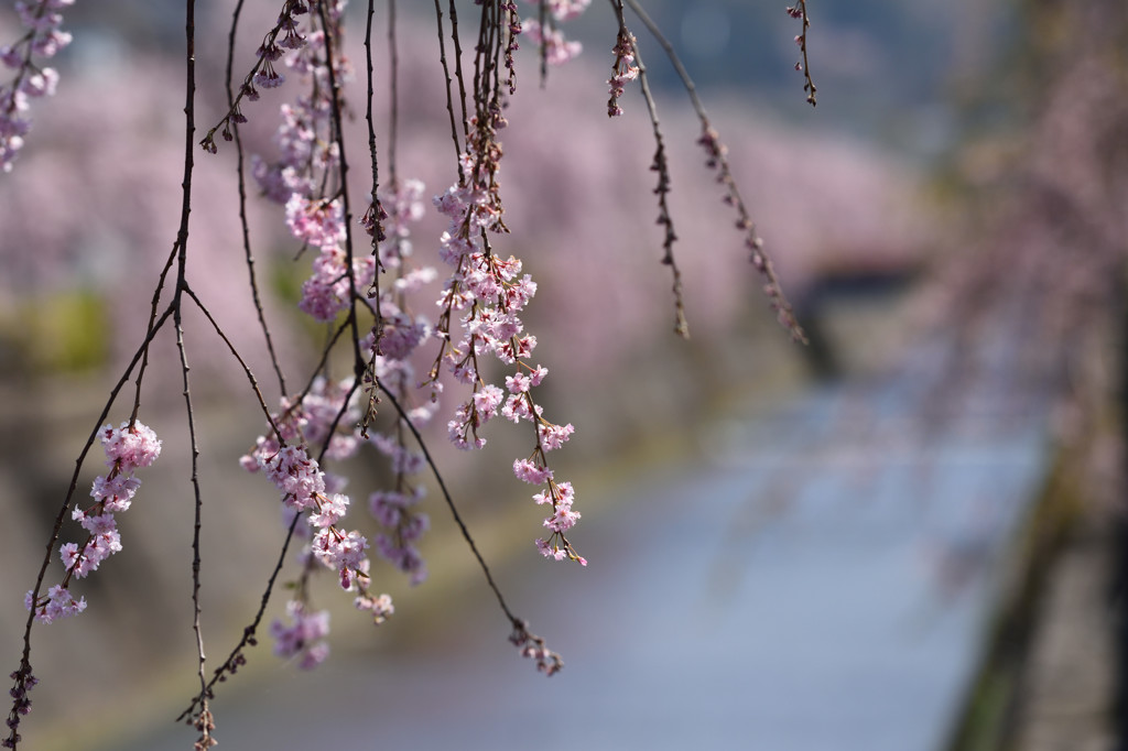 sakura